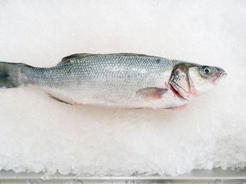 branzino