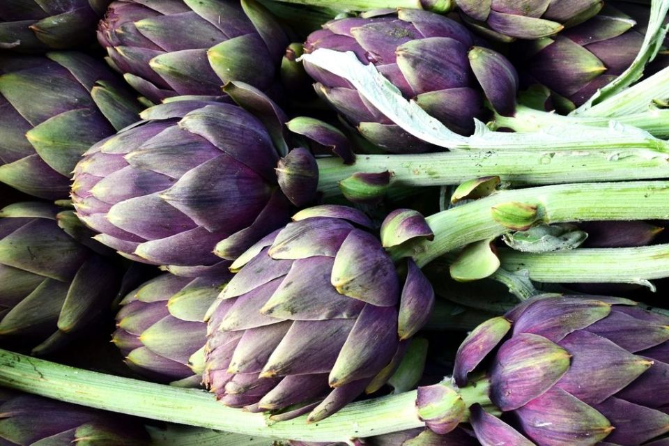 carciofi