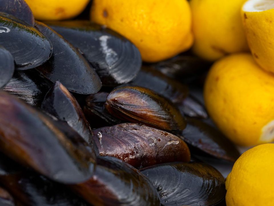 cozze