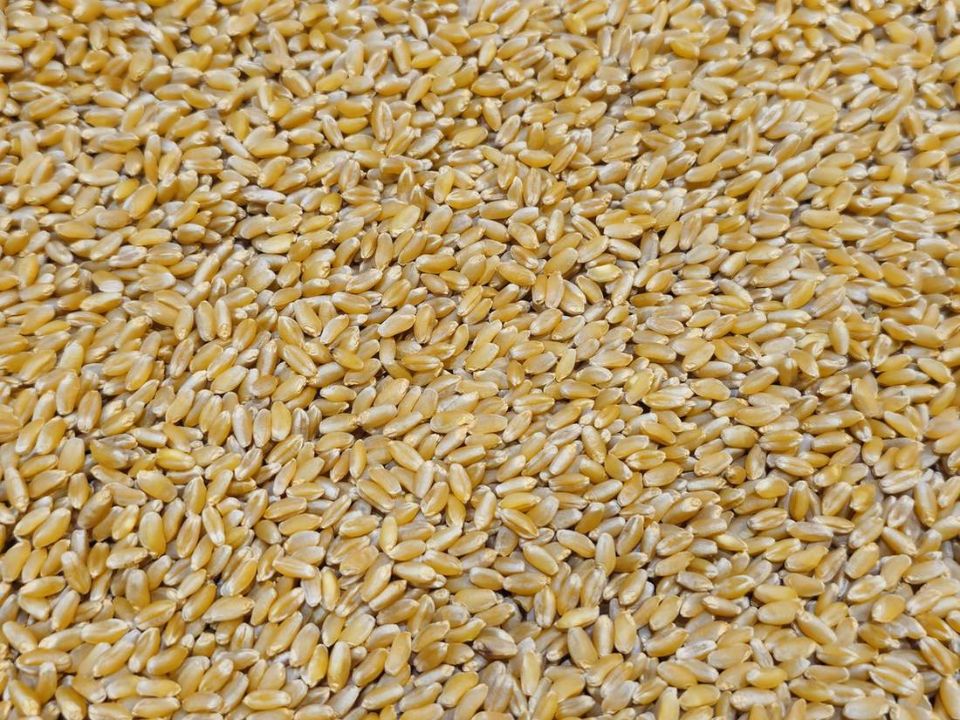 farro
