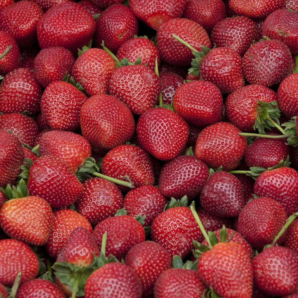 fragole