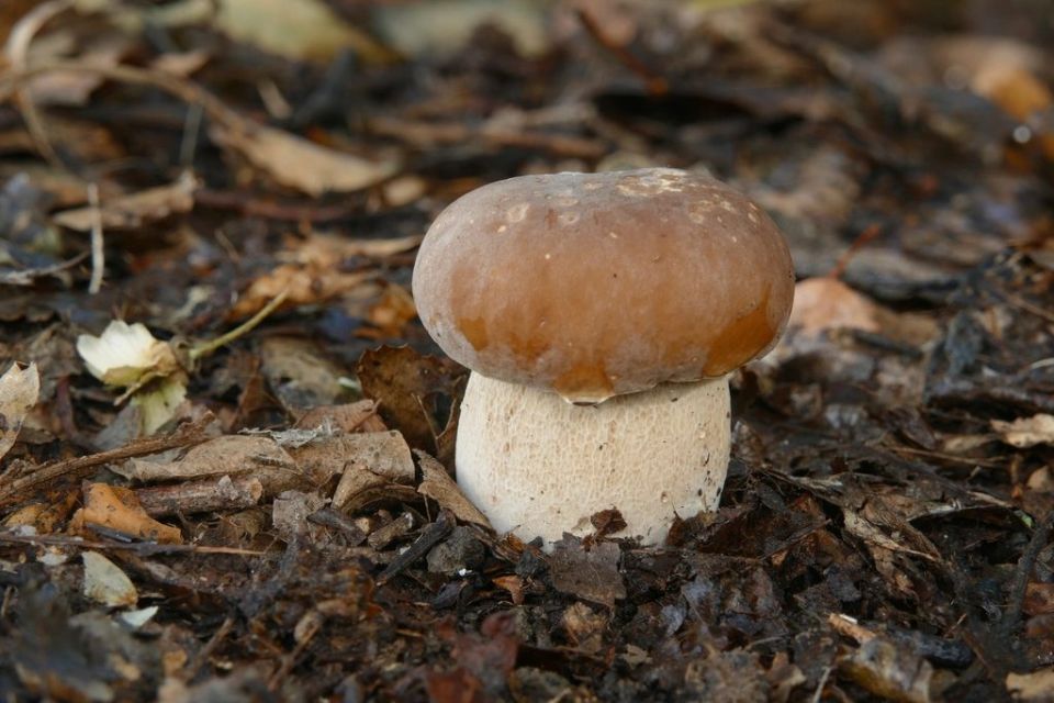 funghi porcini
