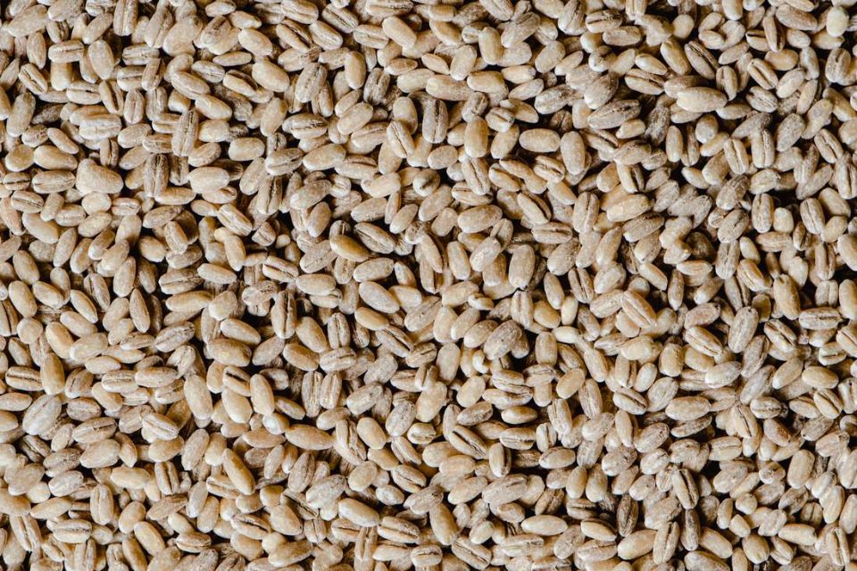 orzo