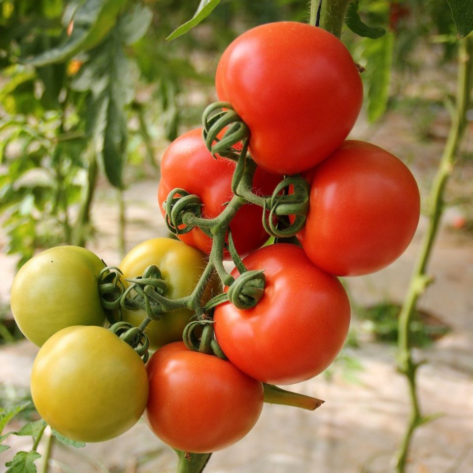 pomodori