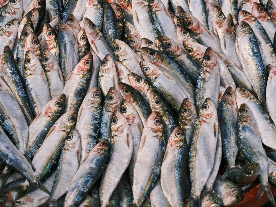 sardine