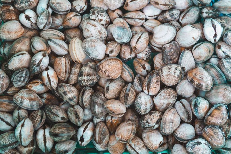 vongole